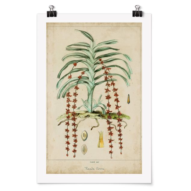 Poster - Consiglio Vintage Exotic Palms IV - Verticale 3:2