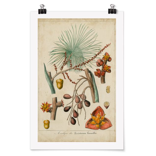 Poster - Consiglio Vintage Exotic Palms III - Verticale 3:2