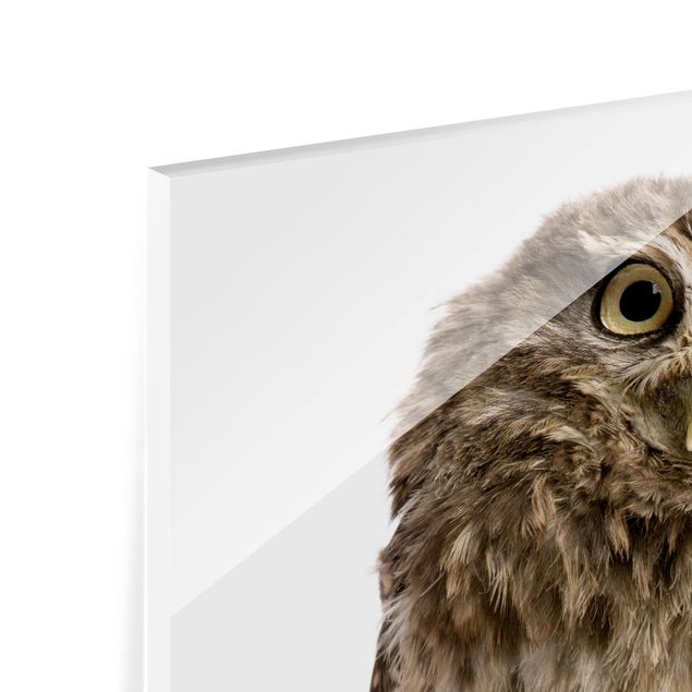 Paraschizzi in vetro - Curious Owl