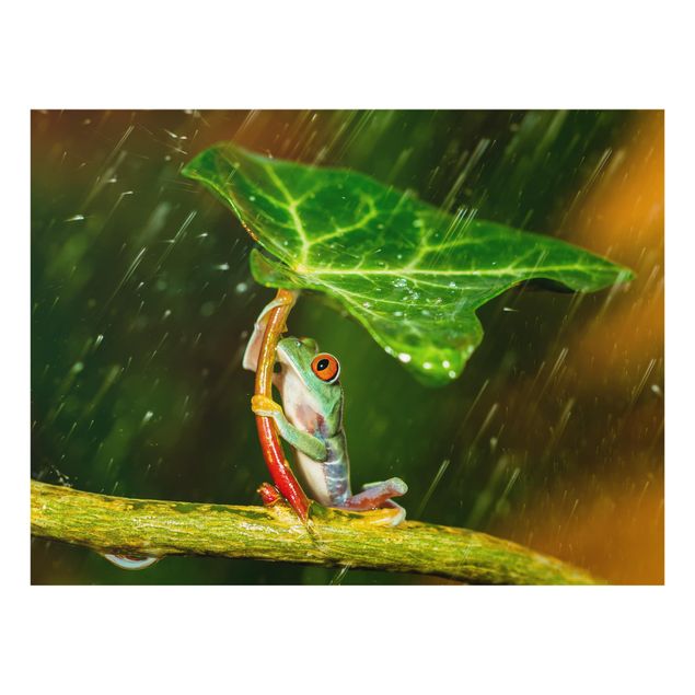 Paraschizzi in vetro - A Frog In The Rain