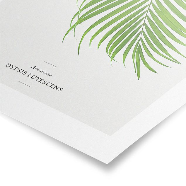 Poster - Foglia tropicale Areca Palm - Verticale 3:2