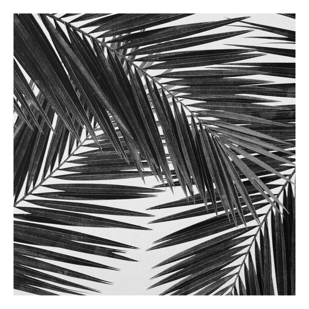 Paraschizzi in vetro - Scorcio tra foglie di palme in bianco e nero - Quadrato 1:1