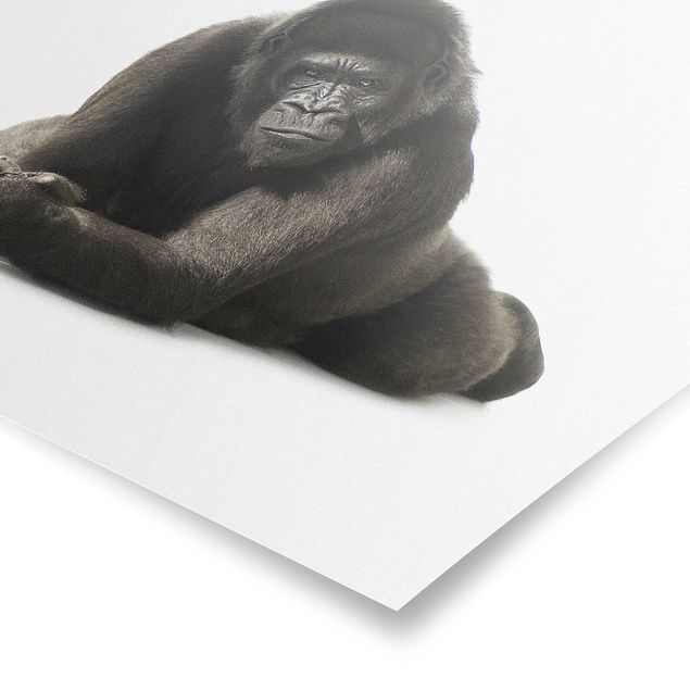 Poster - Sdraiato Gorilla II - Quadrato 1:1