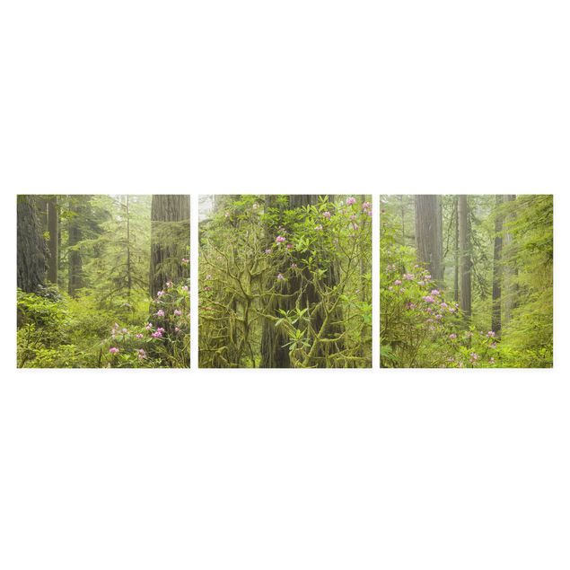 Stampa su tela - Del Norte Coast Redwoods State Park California - Quadrato 1:1