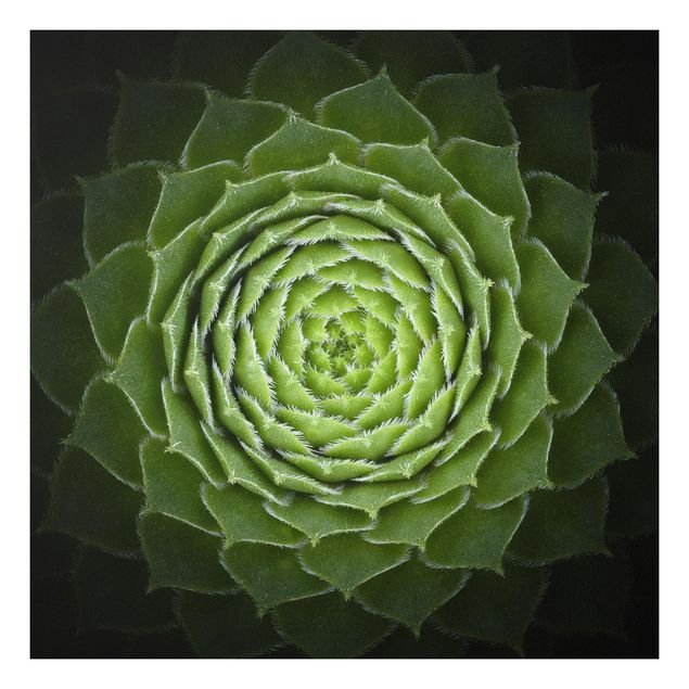 Quadro in forex - Mandala Succulente - Quadrato 1:1