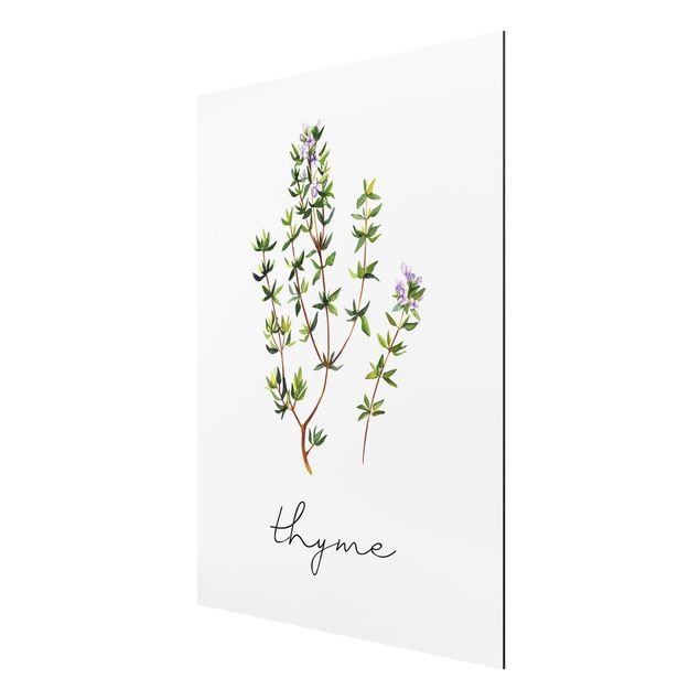 Stampa su alluminio - Illustrazione di erbe aromatiche timo