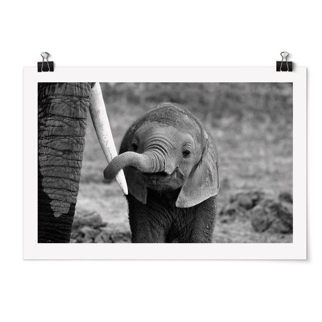 Poster - baby Elephant - Orizzontale 2:3