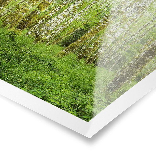 Poster - Hoh Rain Forest nel Parco Nazionale olimpica - Verticale 3:2