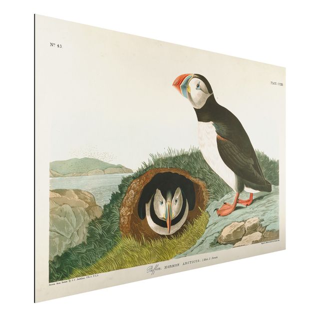 quadri con animali Bacheca Vintage Pulcinella di mare