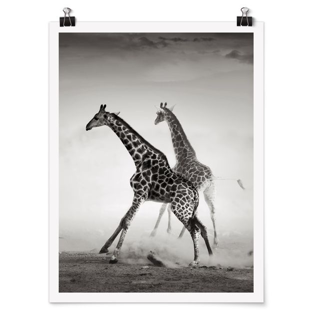 Poster - Giraffe Caccia - Verticale 4:3