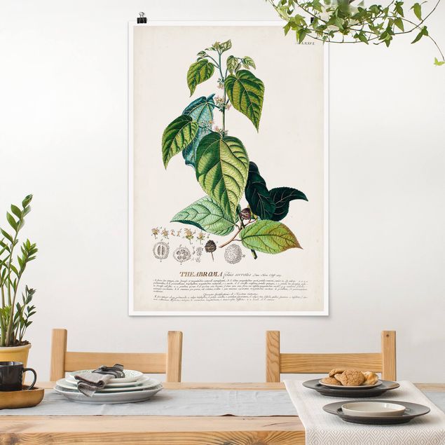 Poster illustrazioni Illustrazione botanica vintage Cacao