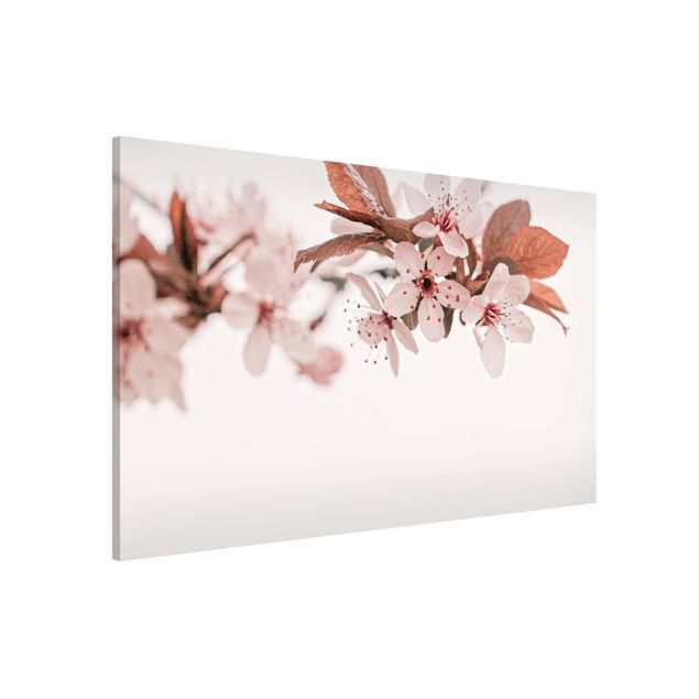 Lavagna magnetica per ufficio Delicati fiori di ciliegio su un ramoscello