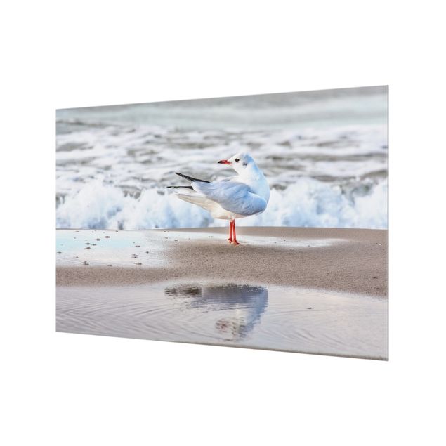 Paraschizzi in vetro - Seagull On The Beach In Front Of The Sea