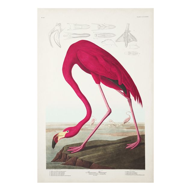 Stampa su Forex - Flamingo Consiglio American Vintage - Verticale 3:2