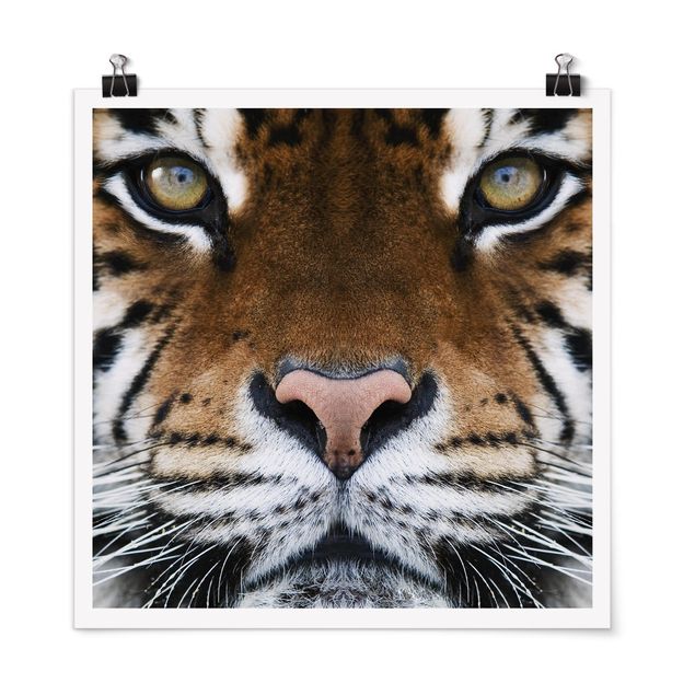 Poster - Tiger Eyes - Quadrato 1:1