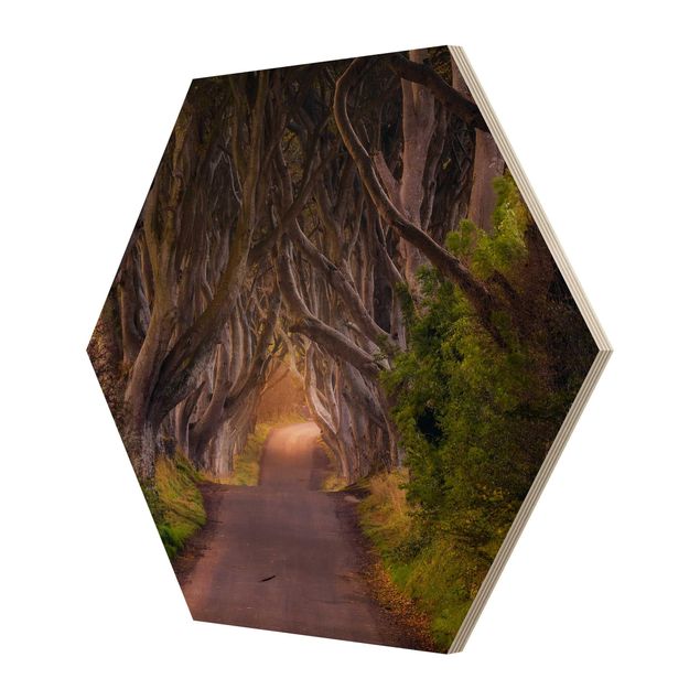 Esagono in legno - Tunnel dagli alberi