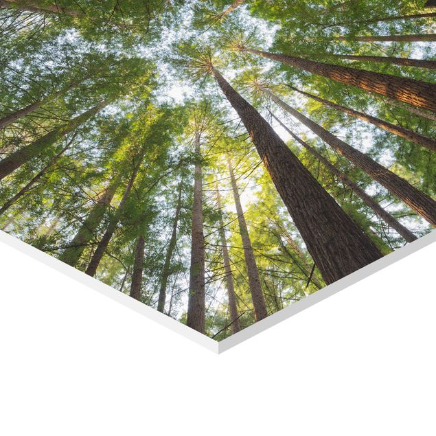 Esagono in forex - Tops Sequoia