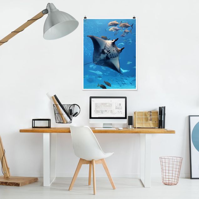 Poster - Manta Ray - Verticale 4:3