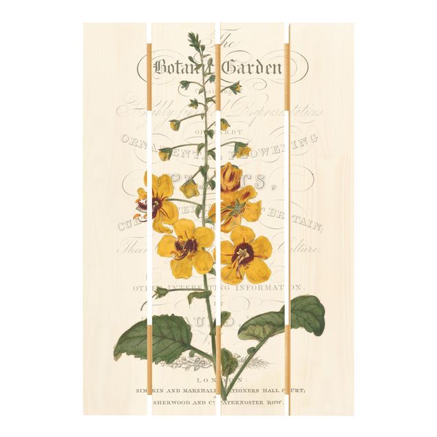 Stampa su legno - tableau botanico - Verbasco - Verticale 3:2