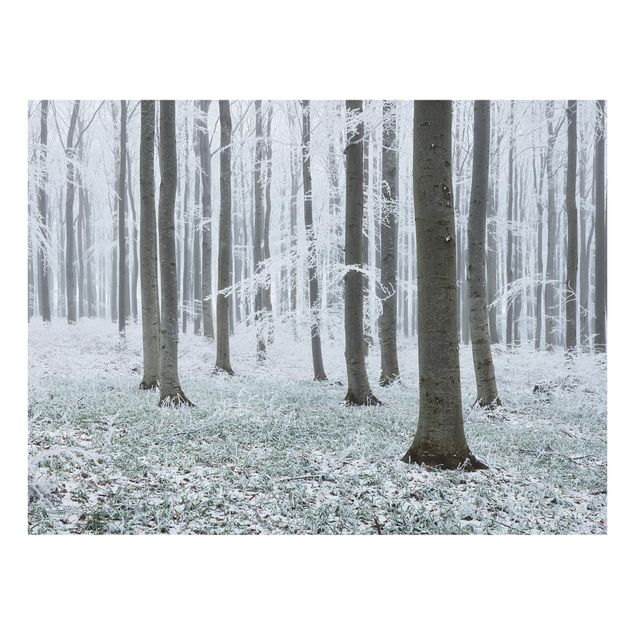 Paraschizzi in vetro - Beeches With Hoarfrost