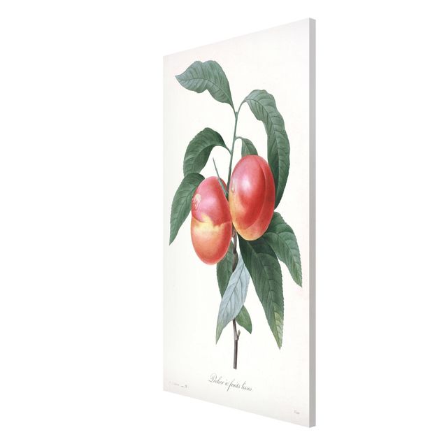 Lavagna magnetica - Botanica illustrazione d'epoca Peach - Formato verticale 4:3