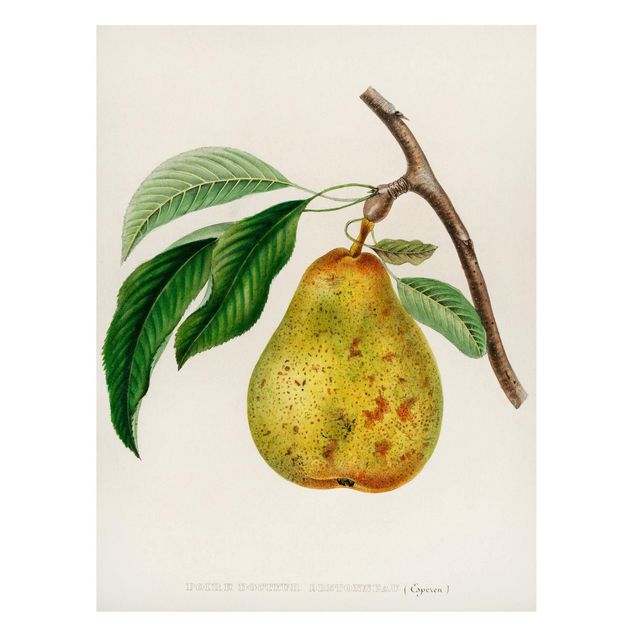 Lavagna magnetica - Botanica illustrazione d'epoca Yellow Pear - Formato verticale 4:3