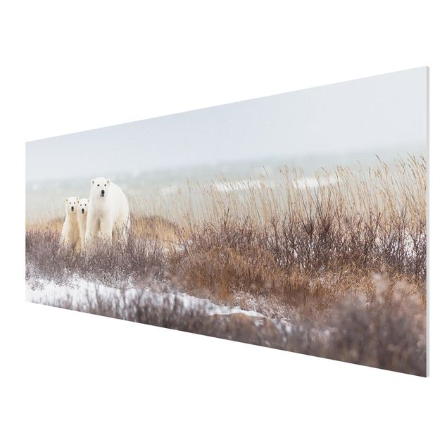 Quadro in forex - Orso polare e suoi cuccioli - Panoramico
