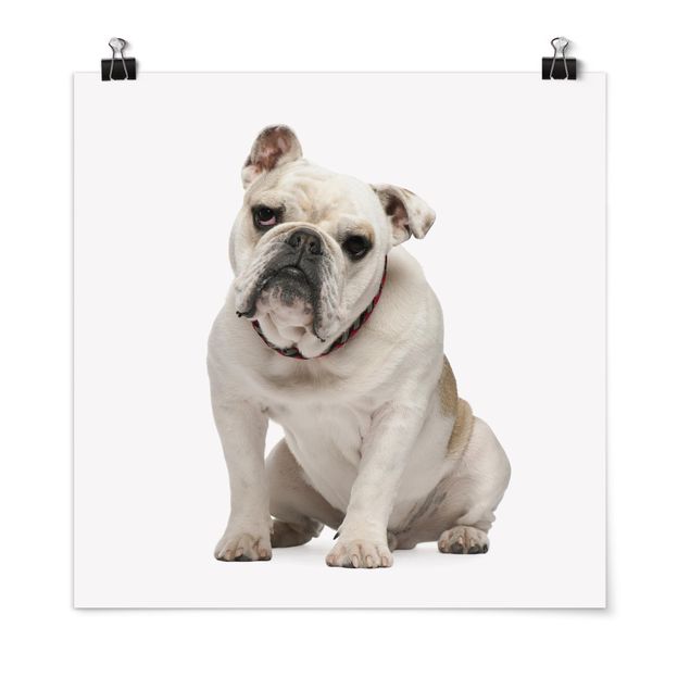Poster - Bulldog Skeptical - Quadrato 1:1