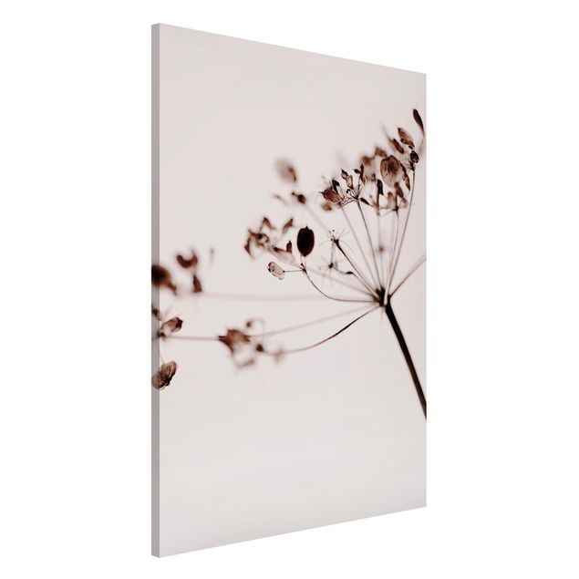 Lavagna magnetica per ufficio Macro immagine fiori secchi in ombra