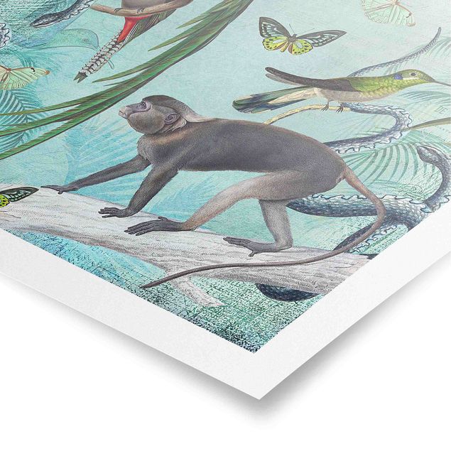 Poster - Coloniale Collage - Scimmie e uccelli del paradiso - Quadrato 1:1