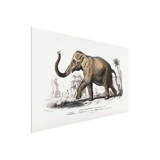 Quadro in vetro - Vintage Consiglio Elephant - Verticale 3:2