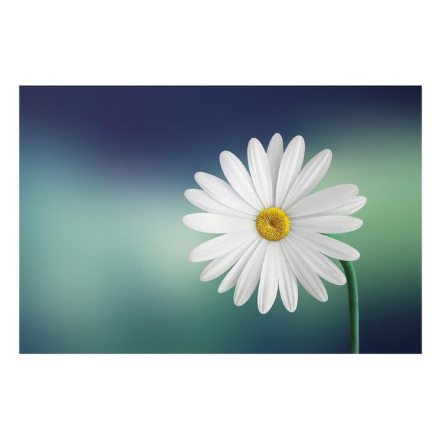 Quadro in forex - Daisies Close Up - Orizzontale 3:2