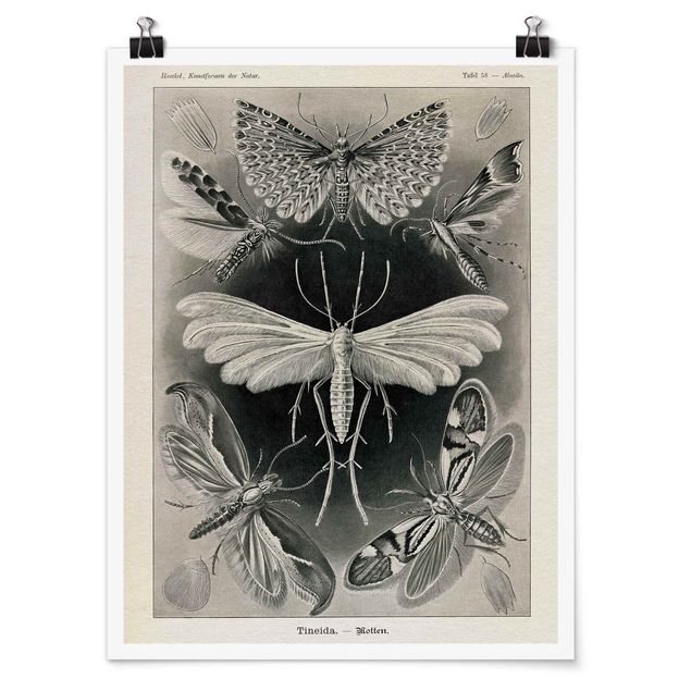Poster - Vintage Consiglio falene e farfalle - Verticale 4:3