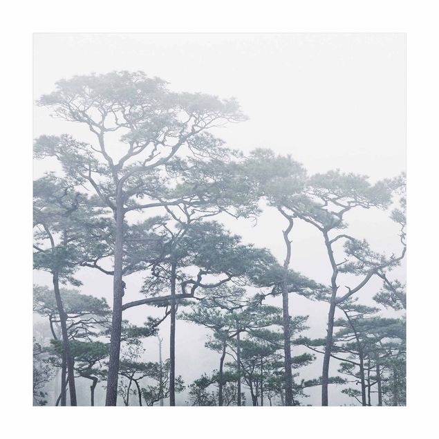 Tappeti grigi Cime degli alberi nella nebbia