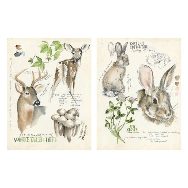 Riproduzione quadri su tela Diario della natura selvaggia - Cervi e conigli Set II