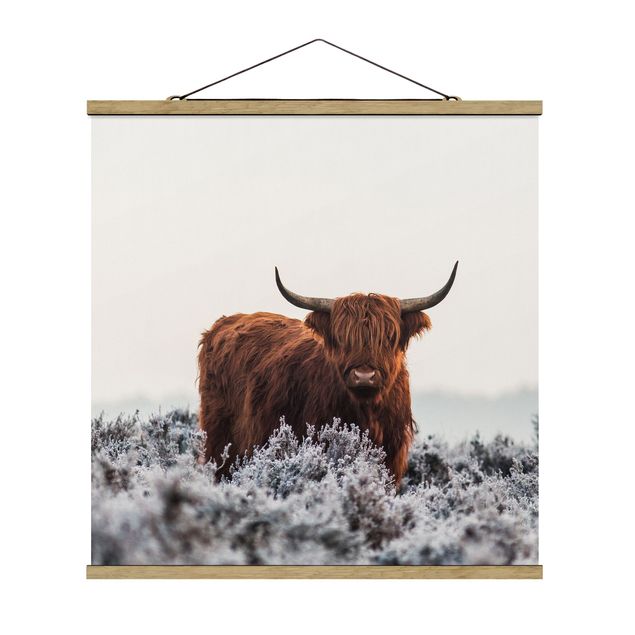 Quadro su tessuto con stecche per poster - Bison nelle Highlands - Quadrato 1:1