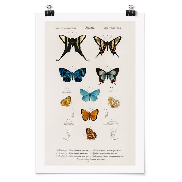 Poster - Vintage Consiglio Butterflies I - Verticale 3:2