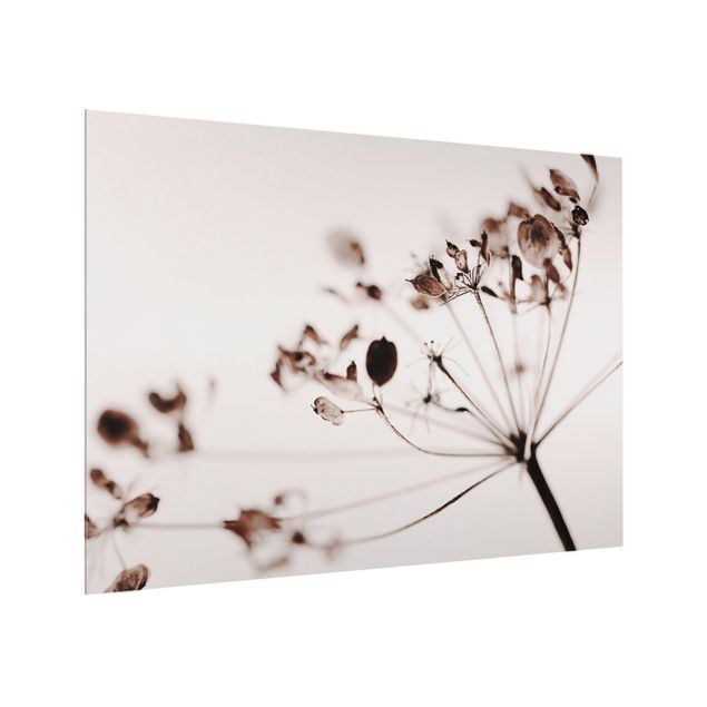 Paraschizzi in vetro - Macro inQuadratoura di fiore secco nell'ombra - Formato orizzontale 4:3