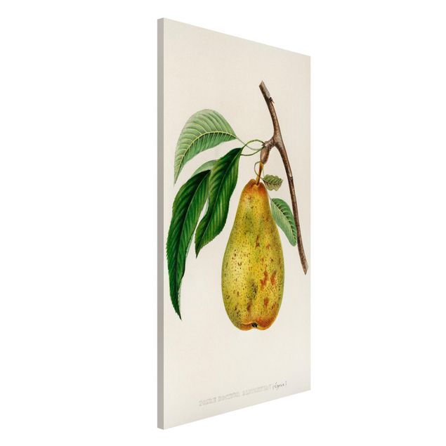 Lavagna magnetica per ufficio Illustrazione botanica vintage Pera gialla
