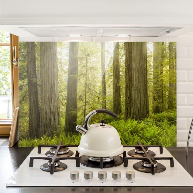 paraschizzi cucina vetro magnetico Vista sulla foresta del parco statale di Redwood