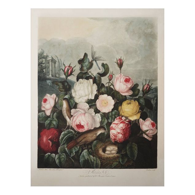 Stampa su alluminio spazzolato - Botanica Vintage Illustrazione di rose - Verticale 4:3