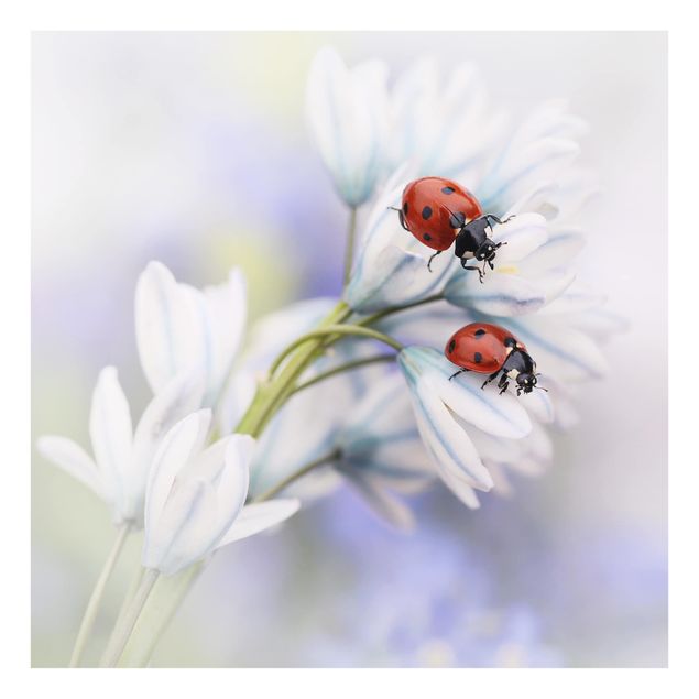 Paraschizzi in vetro - Ladybug On Flowers