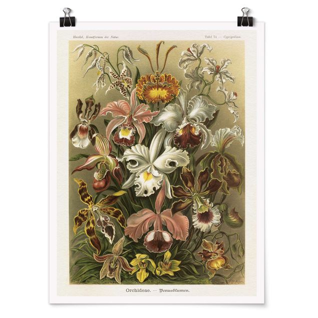 Poster - Consiglio Orchid Vintage - Verticale 4:3
