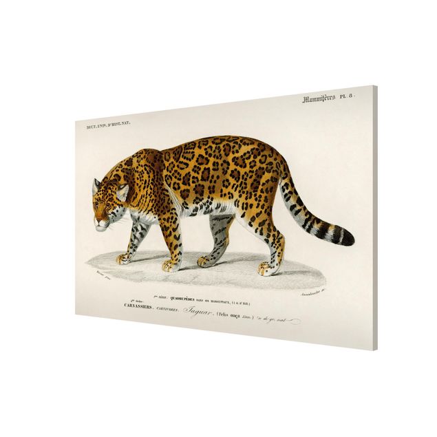 Lavagna magnetica - Consiglio Jaguar d'epoca - Formato orizzontale 3:2