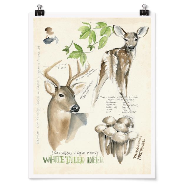 Poster acquerello Diario della natura selvaggia - Cervo