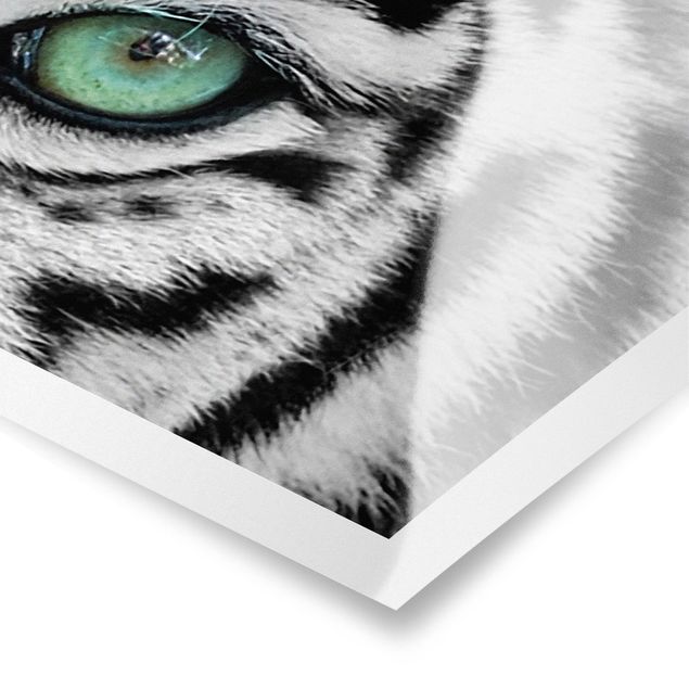 Poster - white Tiger - Panorama formato orizzontale