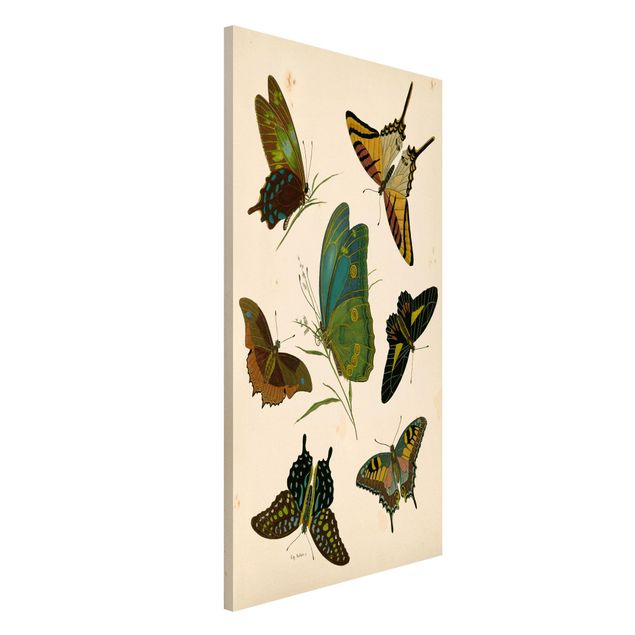quadri con animali Illustrazione vintage Farfalle esotiche
