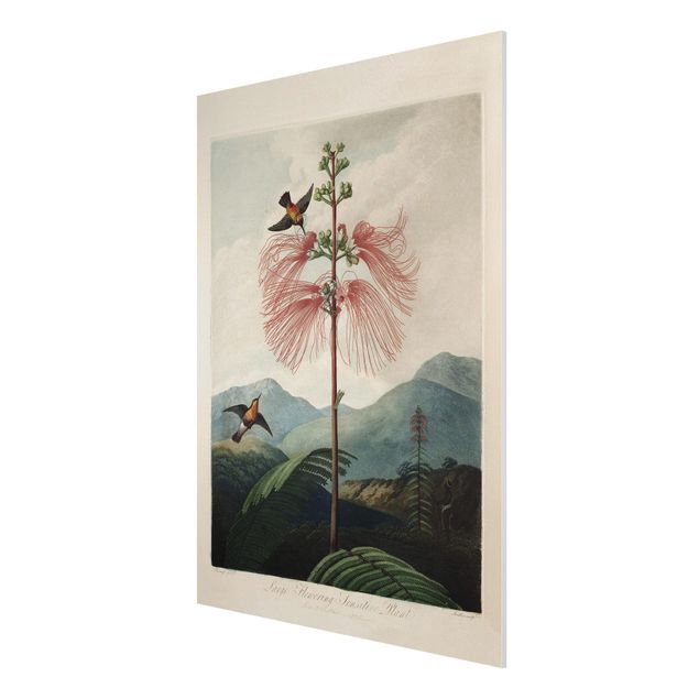 Stampa su Forex - illustrazione d'epoca Botanica Fiore e colibrì - Verticale 4:3