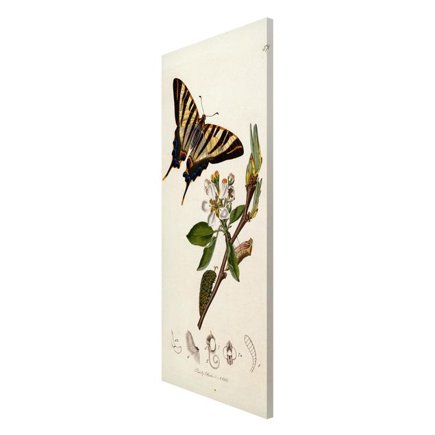 John Curtis quadri John Curtis - Una scarsa farfalla a coda di rondine