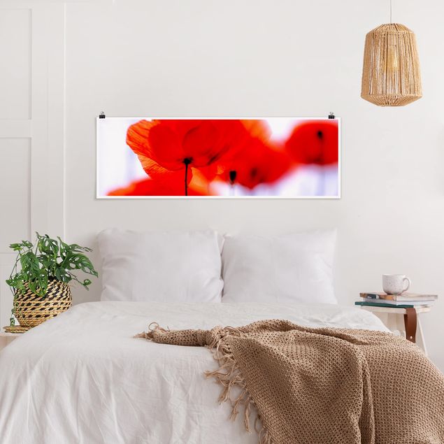 Poster - Magia Poppies - Panorama formato orizzontale